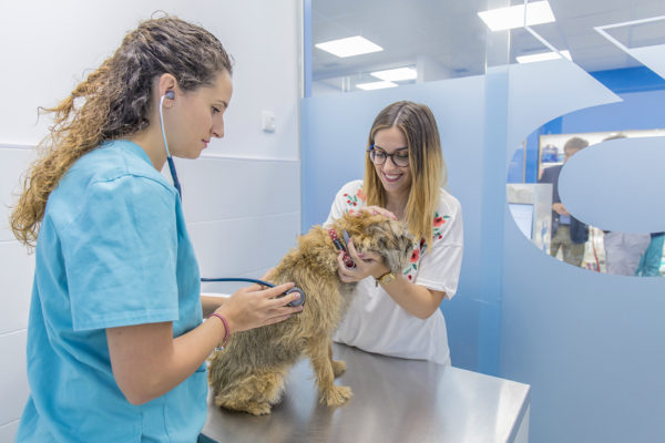 Servicios veterinarios