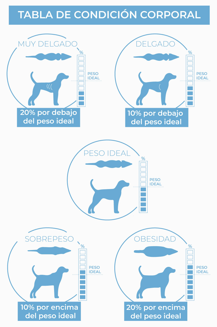 Tabla de condición corporal en los perros