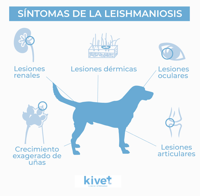 Síntomas de la leishmaniosis