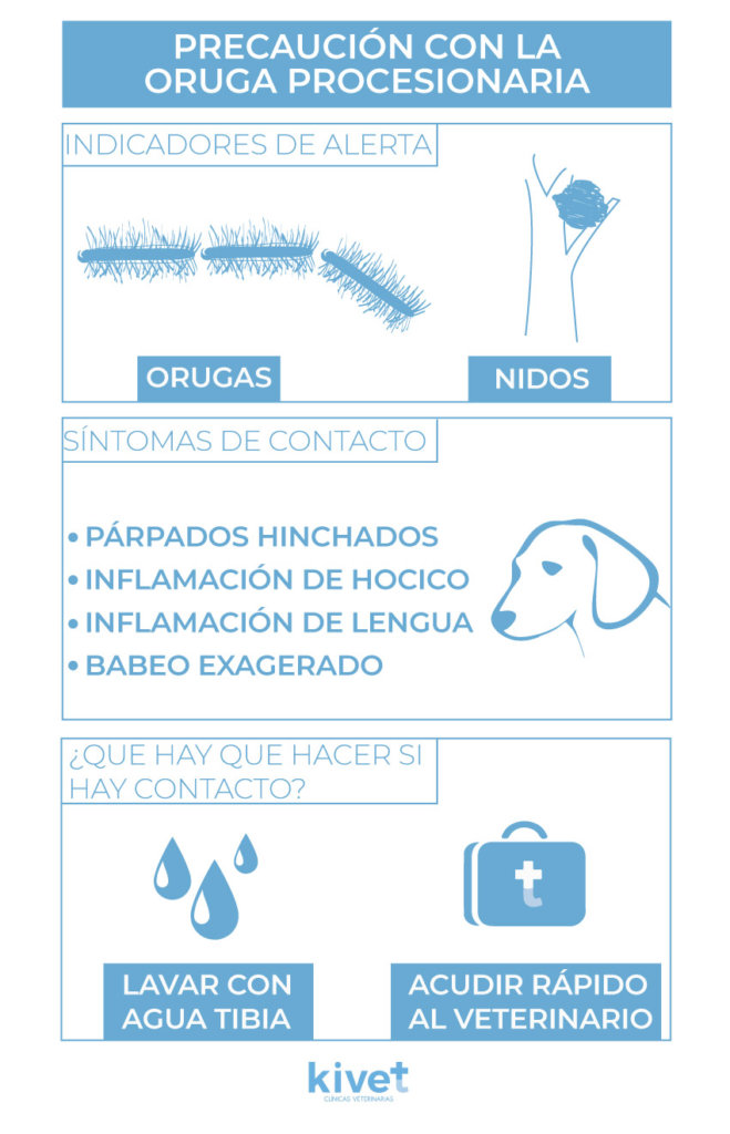 Zonas de peligro de la oruga procesionaria y épocas en las que aparecen