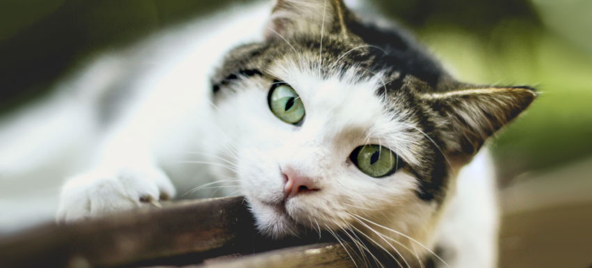 parasitos más comunes en gatos