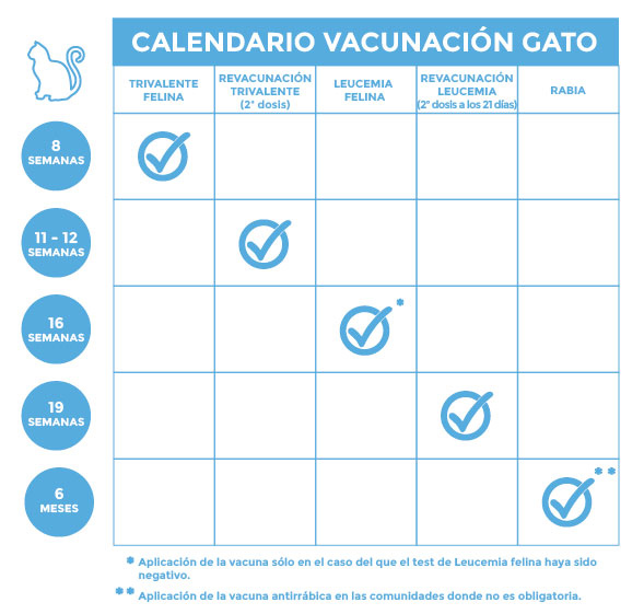 Protocolo de vacunación felina Kivet