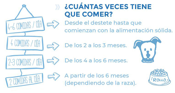 ¿Cuántas veces tiene que comer un cachorro?