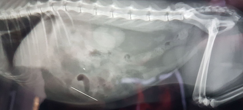 Radiografía de un objeto punzante en el abdomen de un gato 