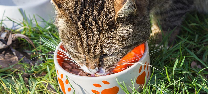Cómo alimentar a un gato adulto