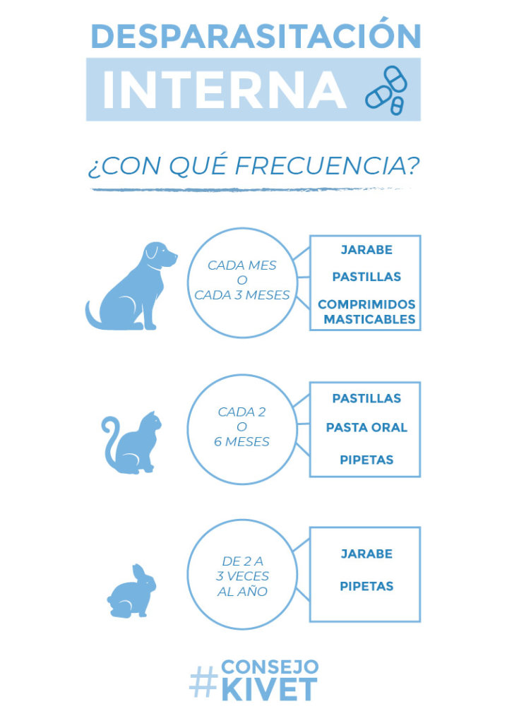 Frecuencia con la que debes desparasitar internamente a tu mascota