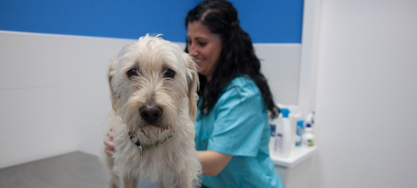 La importancia de poner la vacuna antirrábica a tu perro