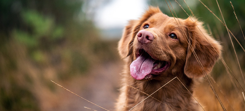 Cómo registrar a tu perro en el nuevo censo de ADN canino de Zaragoza