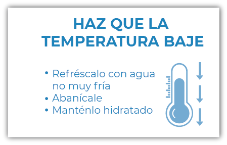 ¿Qué hacer ante un golpe de calor en mascotas?