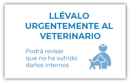 ¿Qué hacer ante un golpe de calor en mascotas?