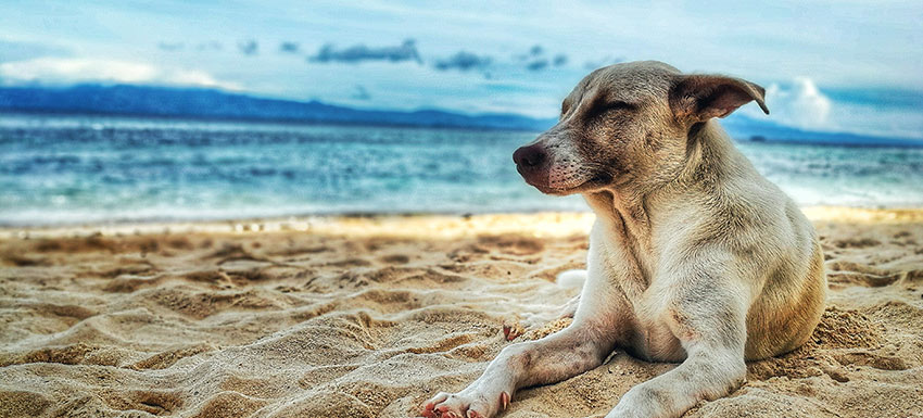 Golpes de calor en mascotas: qué hacer y cómo evitarlos