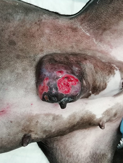 Caso clínico veterinario de tumor mamario en perra de once años