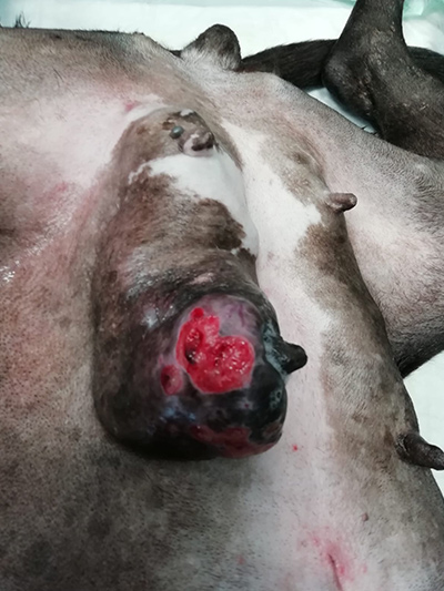Caso clínico veterinario de tumor mamario en perra de once años