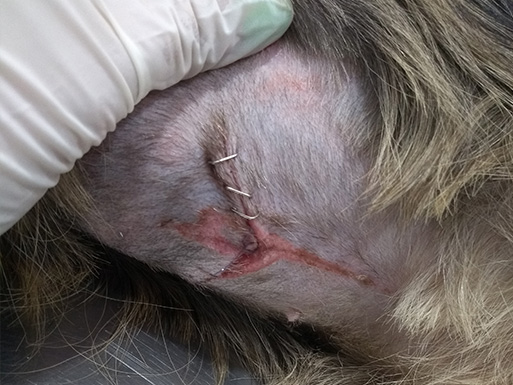 Evolución tras la extracción de un palo clavado en el abdomen de un perro