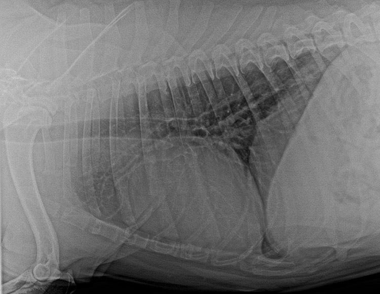 Radiografía de tumor mamario en perra de once años