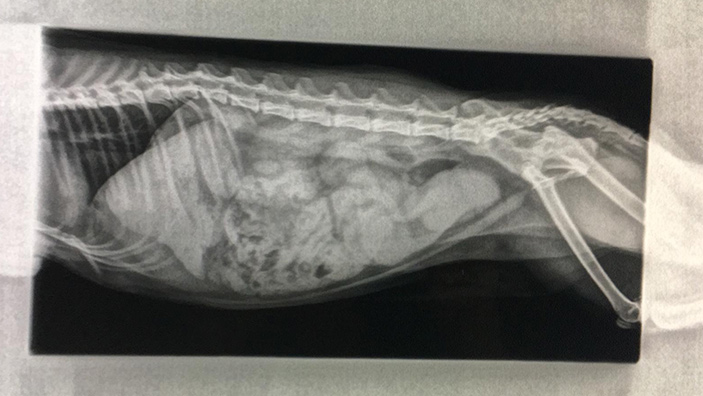 Caso clínico veterinario piómetra gata