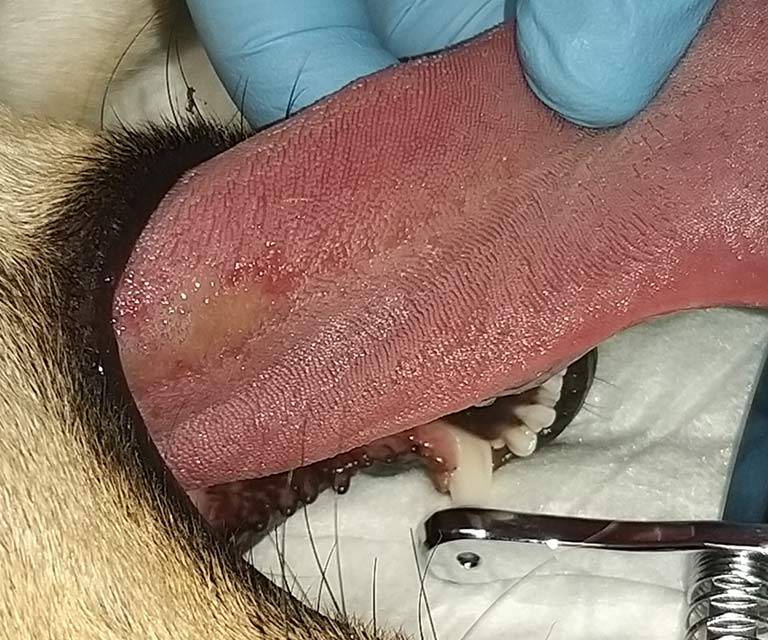 Picadura de oruga procesionaria en la lengua de un perro