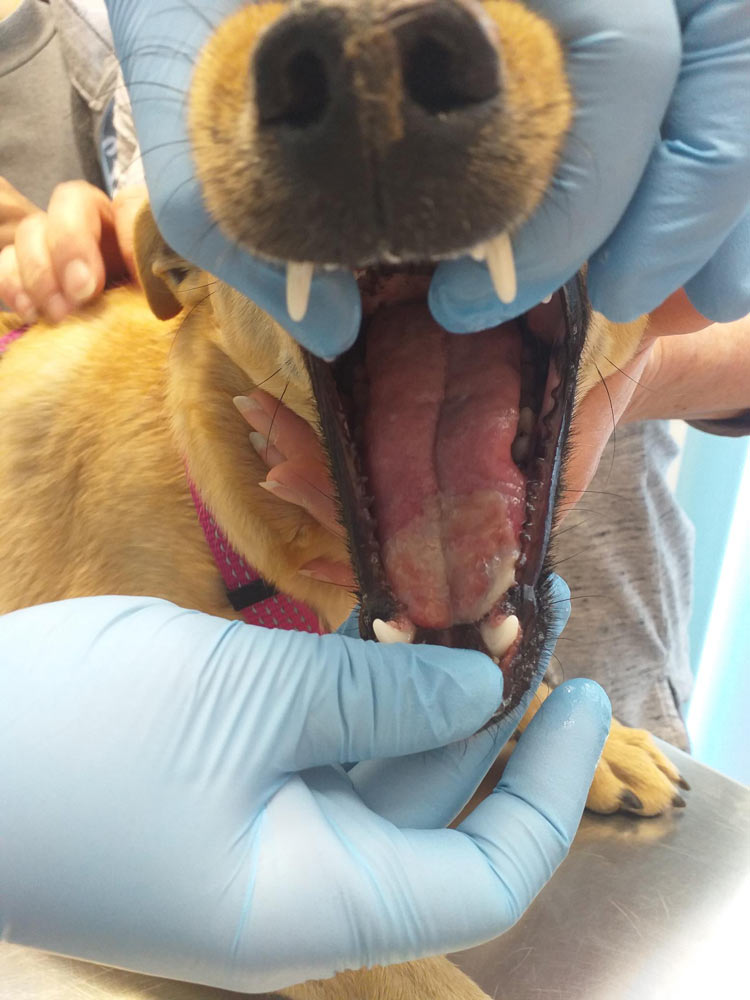 Caso clínico, procesionaria en en lengua de perro