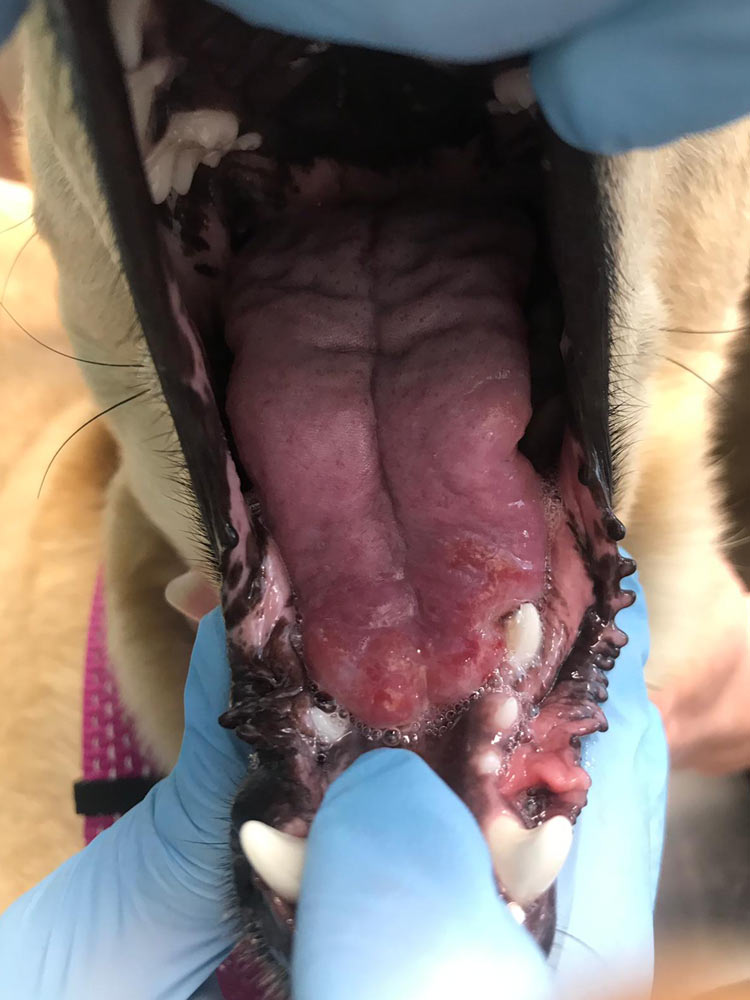 Evolución de la picadura de oruga en la lengua de un perro.