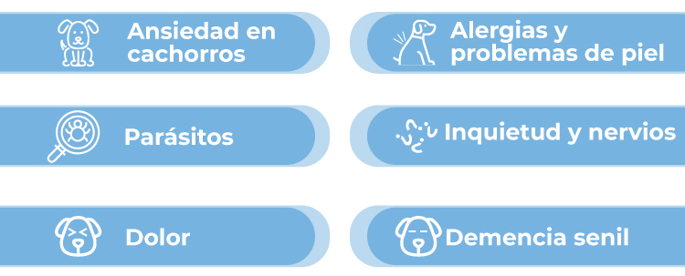 ¿Qué factores provocan el insomnio en los perros?  