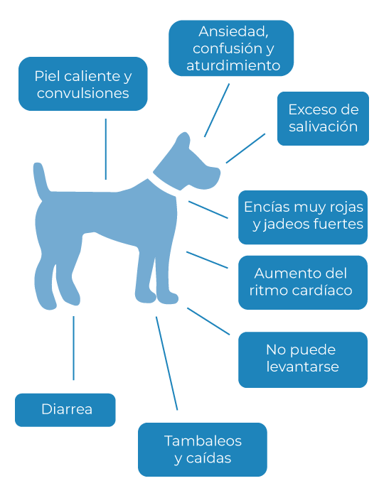 Síntomas de un golpe de calor en tu mascota