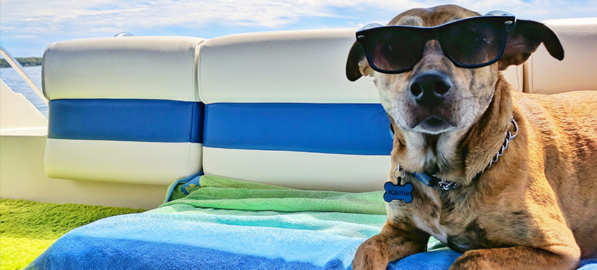 Consejos para disfrutar de la playa o piscina con tu perro