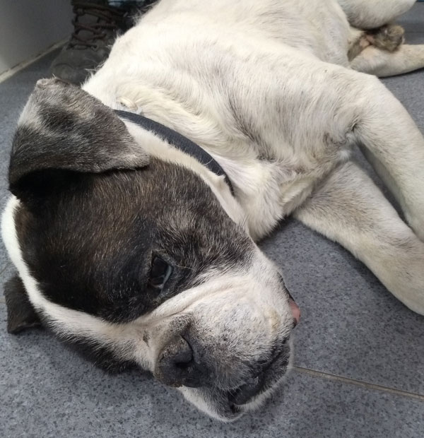 Perro con herida en el testículo con larvas de mosca.