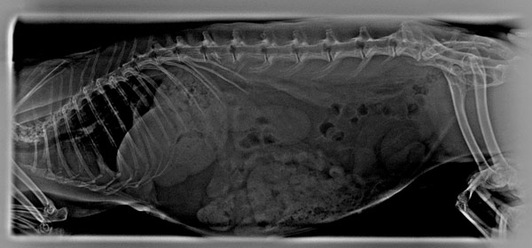 Radiografía de coneja por motivo de hemorragia vulvar