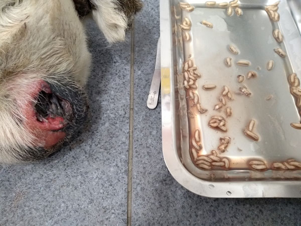 Limpieza de la herída infectada con larvas en testículo de perro