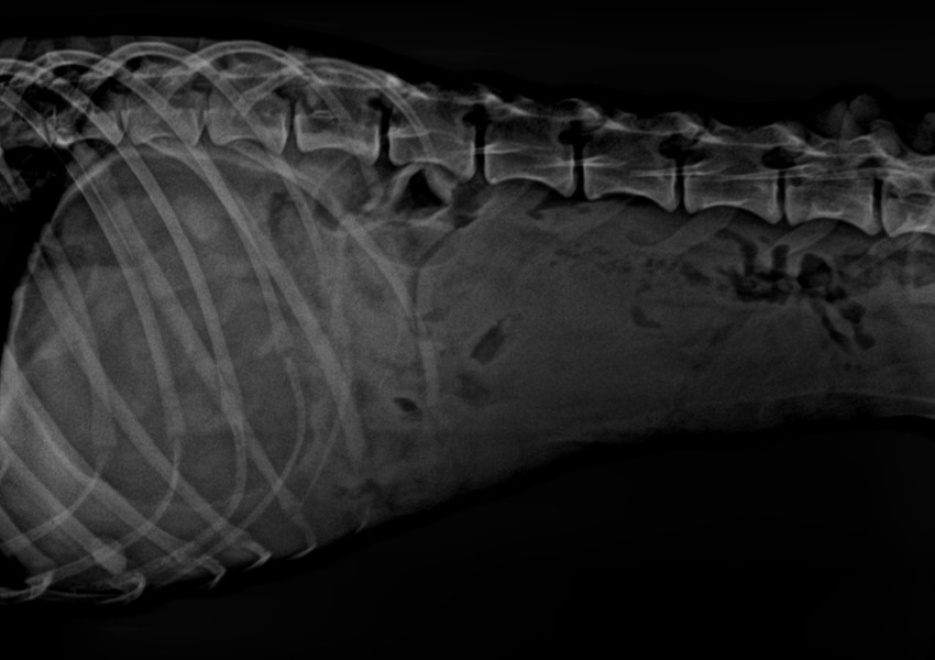Radiografía de perra por motivo de infección en el útero