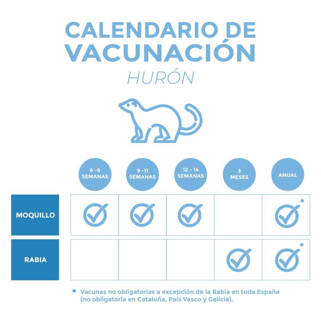 Calendario de vacunación del hurón