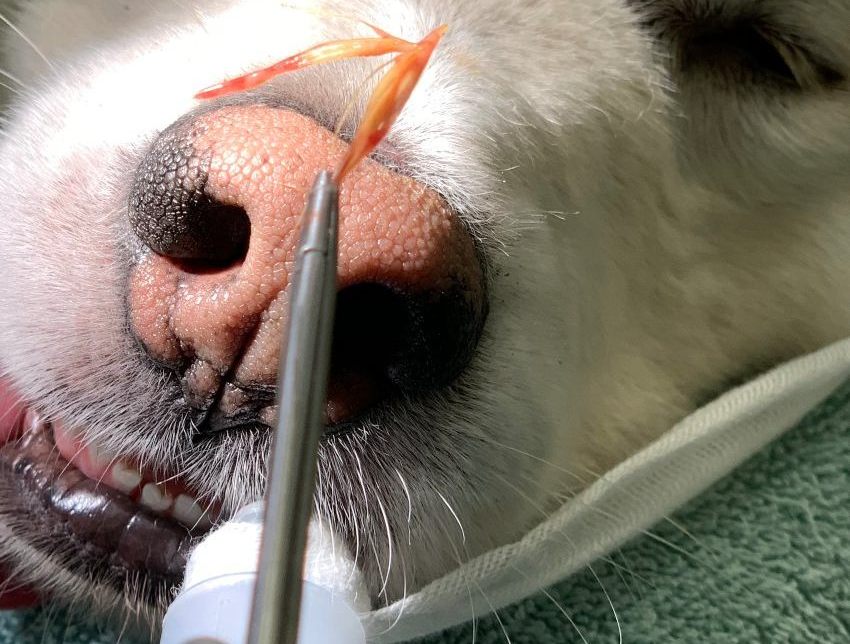 Extracción de una espiga de la cavidad nasal de un perro.
