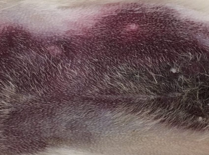 Imagen de un hematoma en abdomen en un  hurón