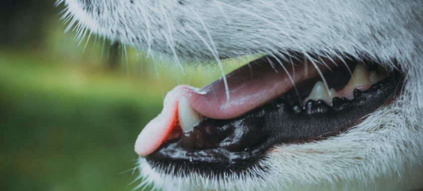 limpieza dental de perros por que es importante