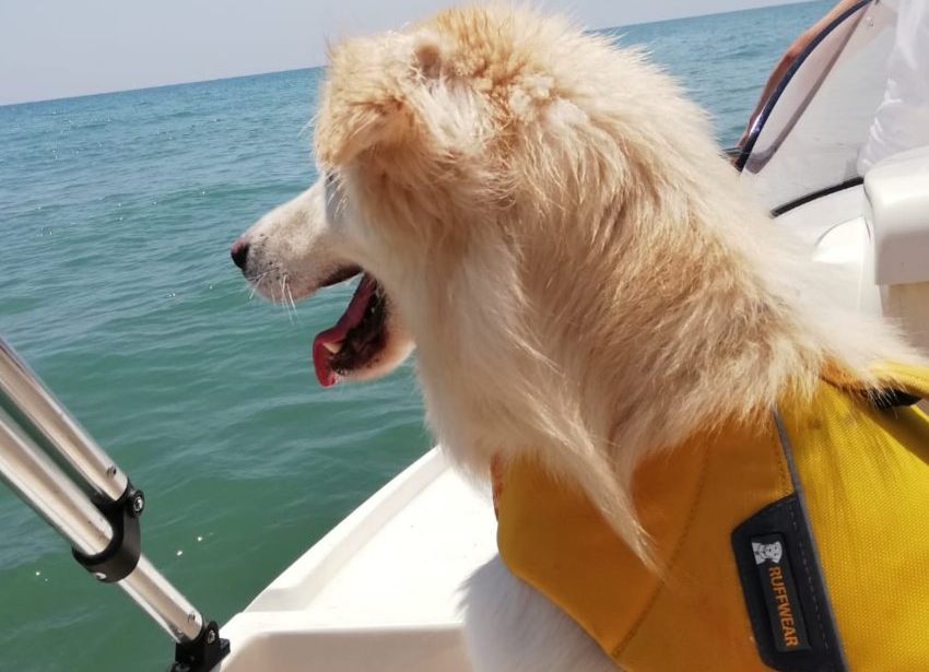 Perro recuperado de la extracción de una espiga de la cavidad nasal.