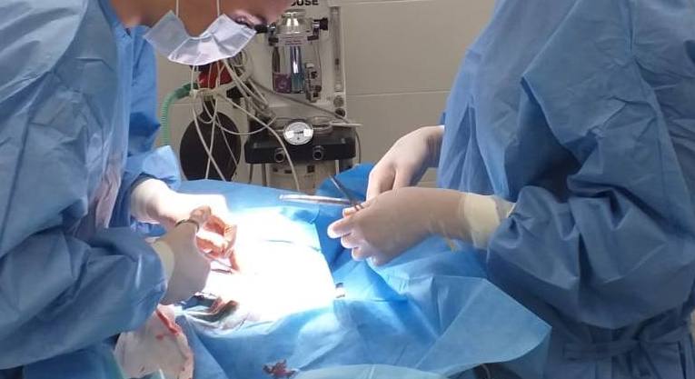 operación cesárea y esterilización perra