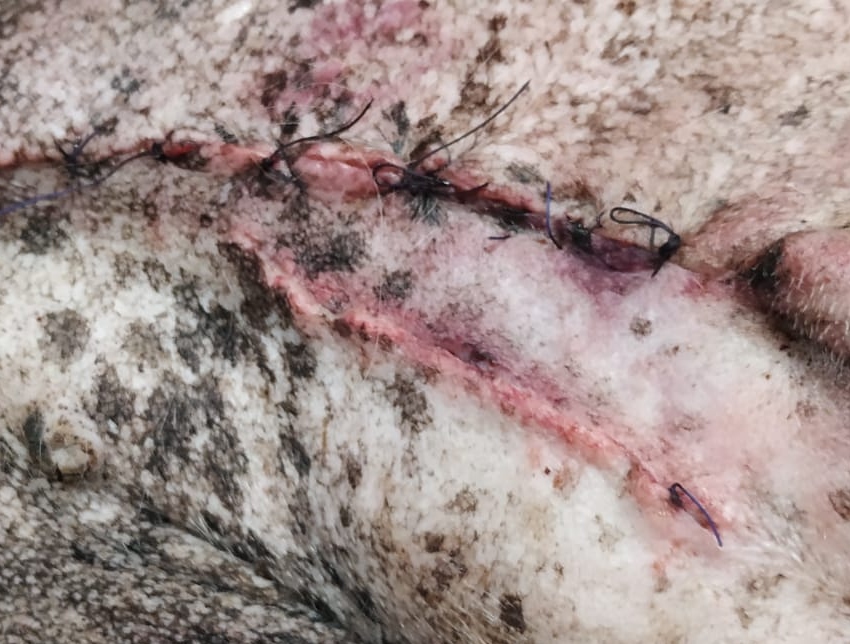 cicatriz resección mamas perra