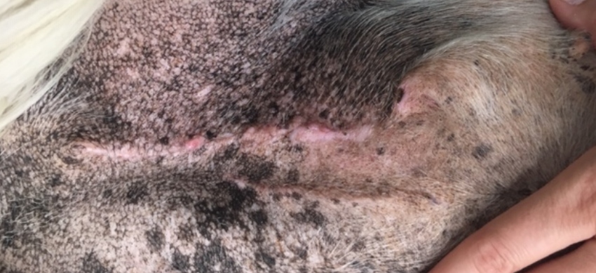 evolución cicatriz resección mamas perra