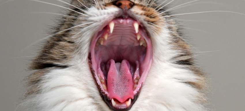 importancia limpieza dental gatos