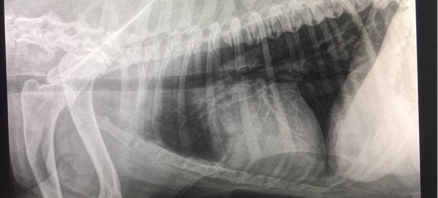 radiografía al bulto de una mama perra
