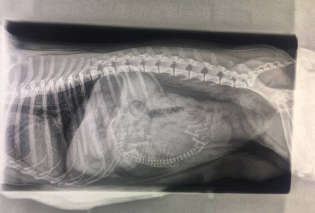 Radiografía lateral perra antes de una cesárea