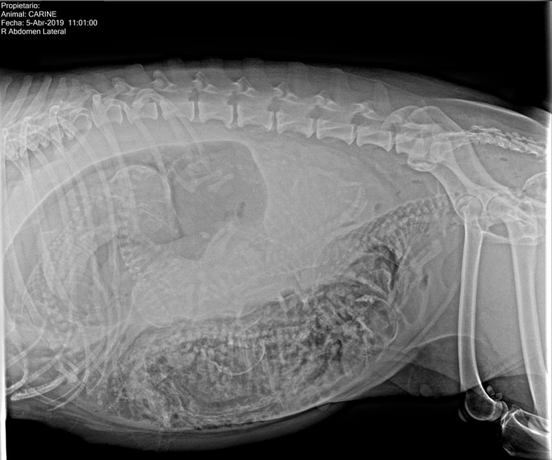 Radiografía de perra con muerte fetal