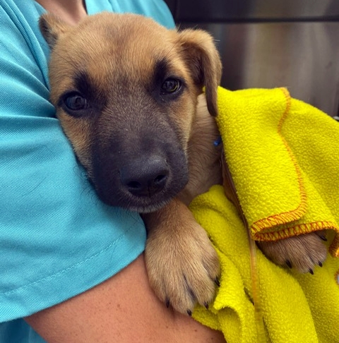 Cachorro de dos meses que tragó un juguete y se procedió a extraérselo quirúrgicamente 