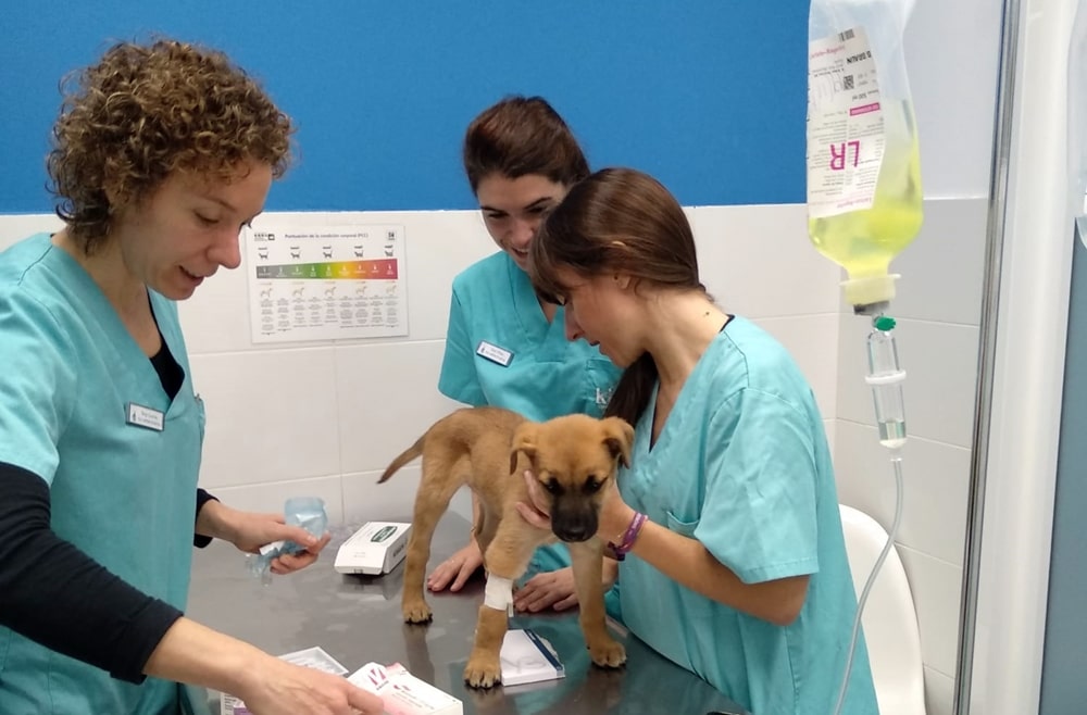 Veterinarios de la clínica Kivet de Vigo atienden a cachorro para extracción de cuerpo extraño en el intestino