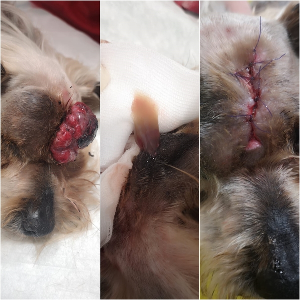 Operación de epitelioma de glándula sebácea en perro.