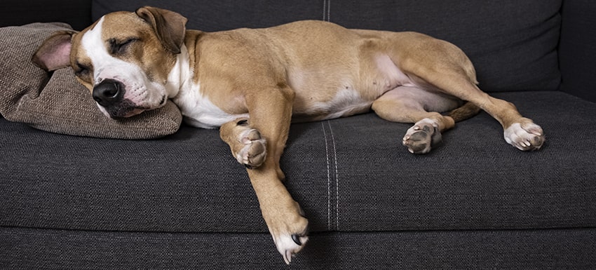 La anemia perros ¿cómo tratarlas? | Consejos