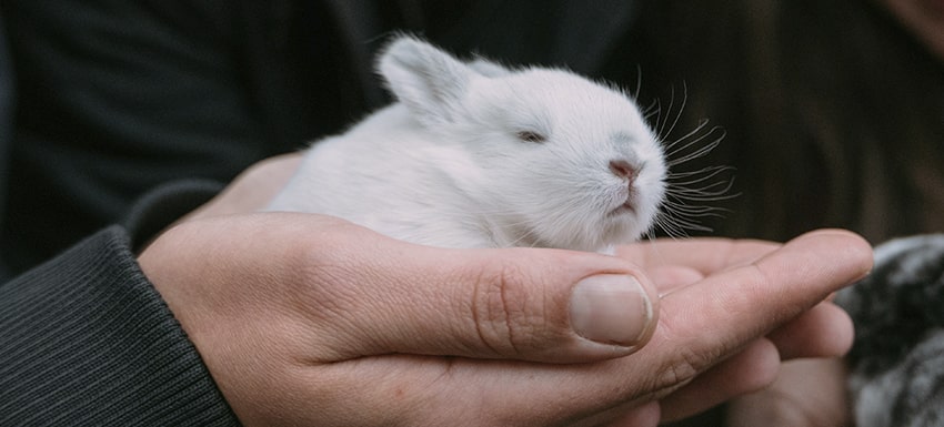Hemorragia en Conejos enfermedad