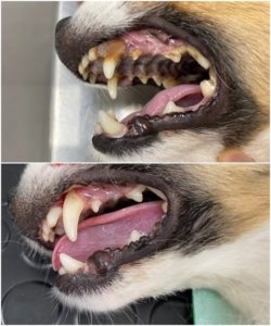 limpieza dental a perro con sarro