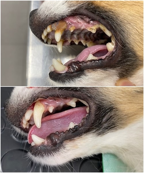 Fotografías de perro antes y después de una limpieza dental