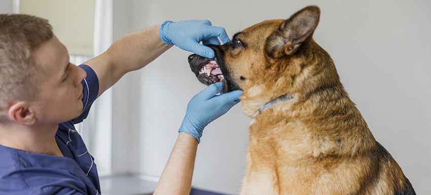 como cuidar los dientes a tu perro senior